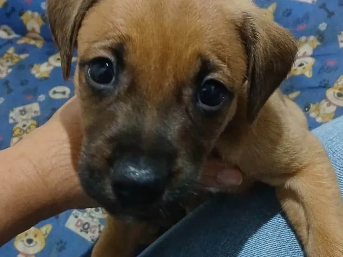 Cachorro raça SRD-ViraLata idade Abaixo de 2 meses nome Filhotes 
