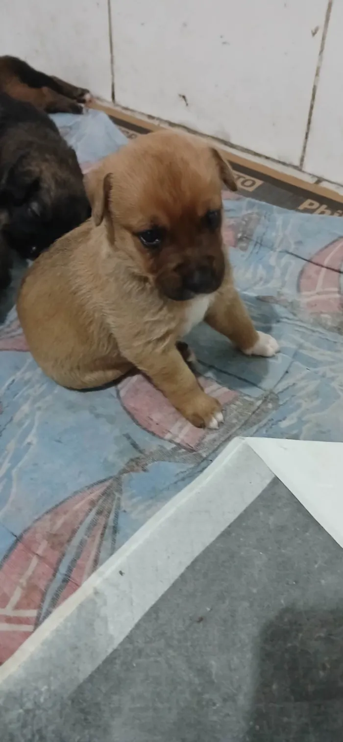 Cachorro raça SRD-ViraLata idade Abaixo de 2 meses nome Filhotes 