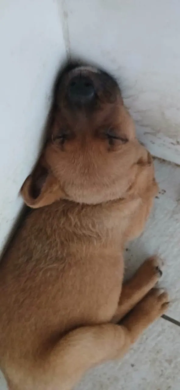 Cachorro raça SRD-ViraLata idade Abaixo de 2 meses nome Filhotes 