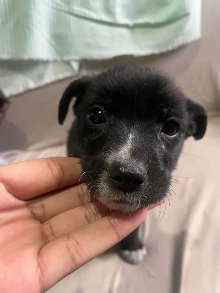 Cachorro ra a SRD-ViraLata idade Abaixo de 2 meses nome Ursula