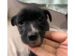 Cachorro raça SRD-ViraLata idade Abaixo de 2 meses nome Ursula 