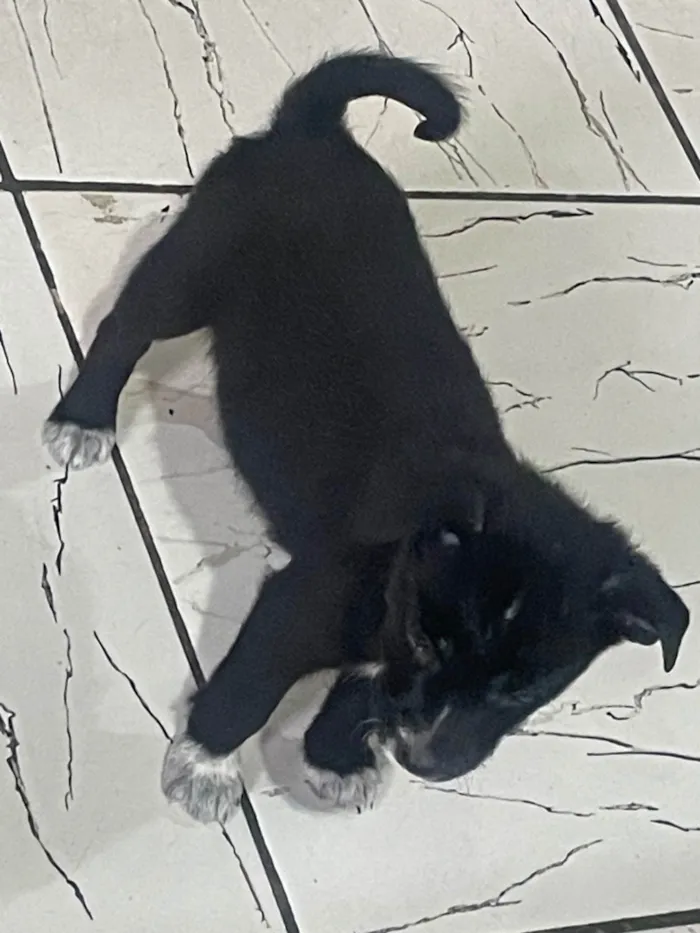 Cachorro ra a SRD-ViraLata idade Abaixo de 2 meses nome Ursula