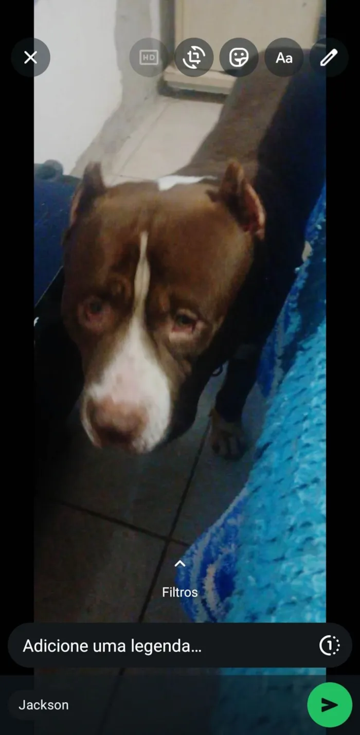 Cachorro ra a Pit-Bull idade 4 anos nome DENILSON BORGES DOS SANT