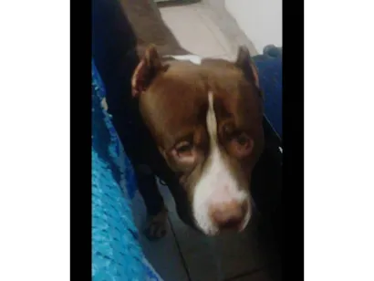 Cachorro raça Pit-Bull idade 4 anos nome DENILSON BORGES DOS SANT