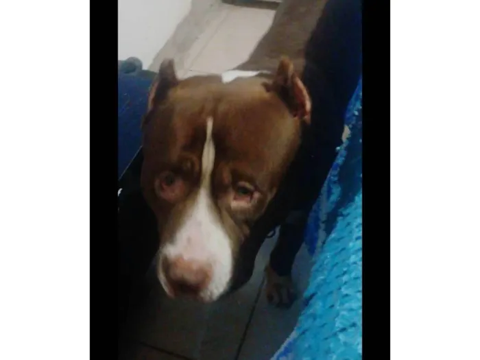 Cachorro ra a Pit-Bull idade 4 anos nome DENILSON BORGES DOS SANT
