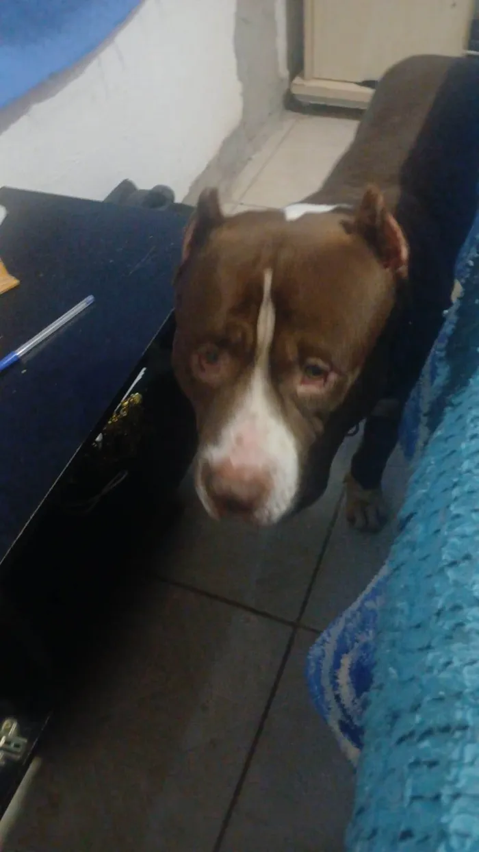 Cachorro ra a Pit-Bull idade 4 anos nome DENILSON BORGES DOS SANT
