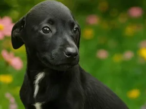 Cachorro raça SRD-ViraLata idade 2 a 6 meses nome Luisinho 