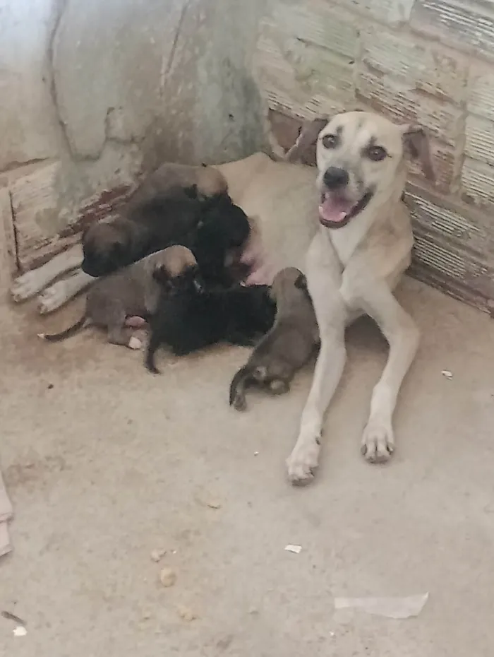 Cachorro ra a SRD-ViraLata idade Abaixo de 2 meses nome Franciné 