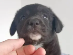 Cachorro raça SRD-ViraLata idade Abaixo de 2 meses nome Morfeus 