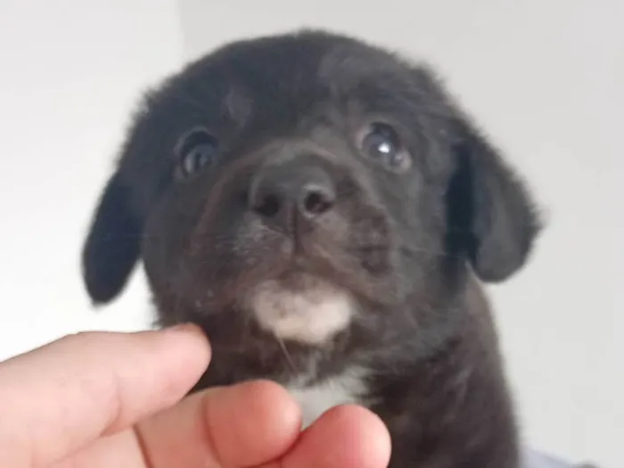 Cachorro ra a SRD-ViraLata idade Abaixo de 2 meses nome Morfeus
