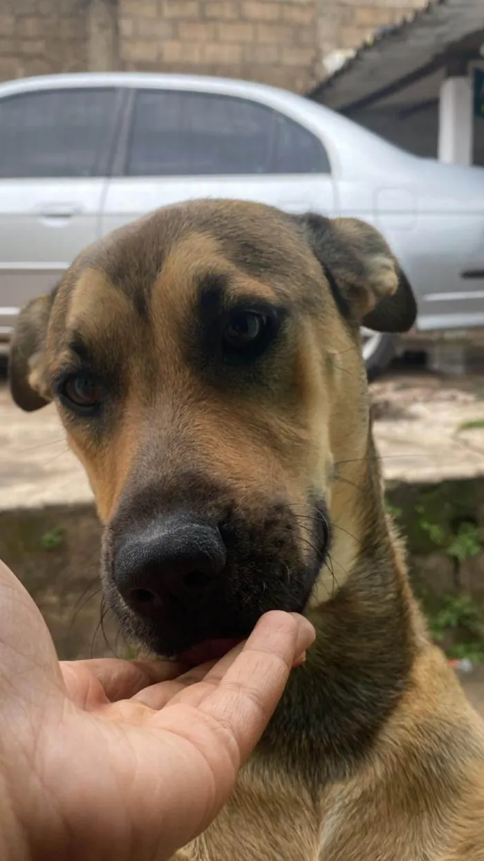 Cachorro ra a SRD-ViraLata idade 2 anos nome Cuíca 