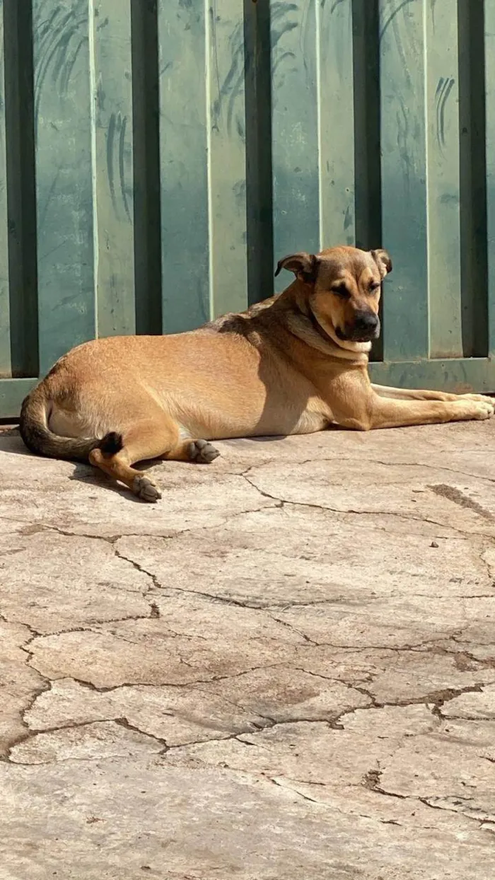 Cachorro ra a SRD-ViraLata idade 2 anos nome Cuíca 