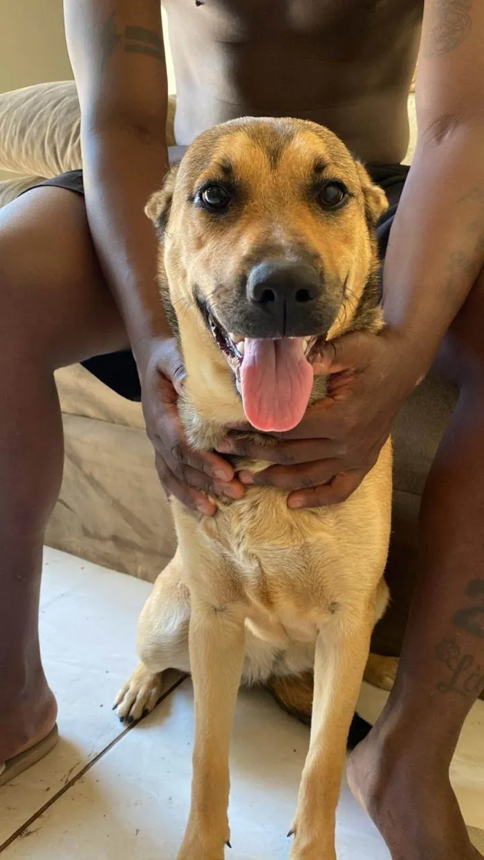 Cachorro ra a SRD-ViraLata idade 2 anos nome Cuíca 