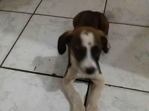 Cachorro raça SRD-ViraLata idade 2 a 6 meses nome Sem nome 