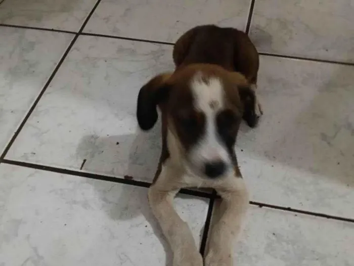 Cachorro ra a SRD-ViraLata idade 2 a 6 meses nome Sem nome 