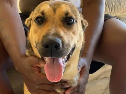 Cachorro raça SRD-ViraLata idade 2 anos nome Cuíca 