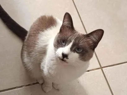 Gato raça SRD-ViraLata idade 2 anos nome Amora