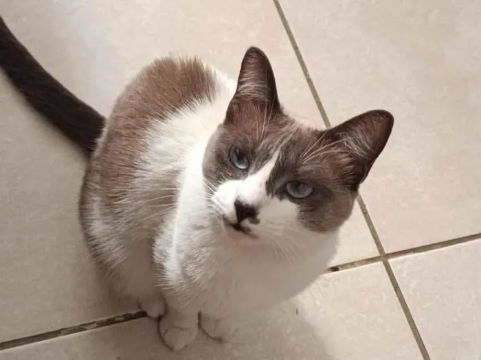 Gato ra a SRD-ViraLata idade 2 anos nome Amora