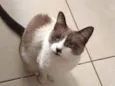 Amora