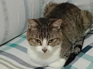 Gato raça SRD-ViraLata idade 7 a 11 meses nome Dengoso