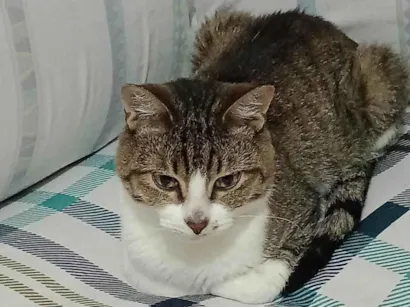 Gato raça SRD-ViraLata idade 7 a 11 meses nome Dengoso