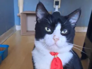 Gato raça SRD-ViraLata idade 2 anos nome Lipe