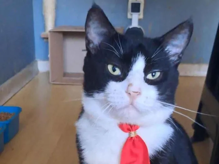 Gato ra a SRD-ViraLata idade 2 anos nome Lipe