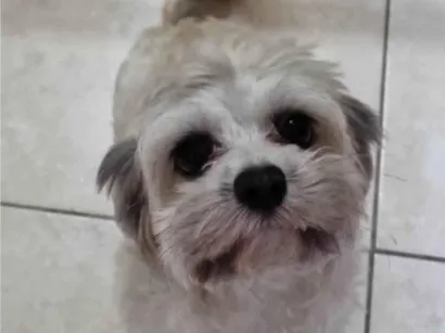 Cachorro raça Lhasa Apso idade 5 anos nome Lisa