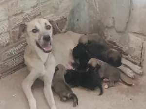 Cachorro raça SRD-ViraLata idade Abaixo de 2 meses nome Franciné 