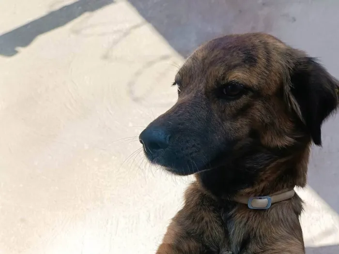 Cachorro ra a SRD-ViraLata idade 2 anos nome Luna 