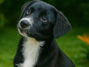 Cachorro raça SRD-ViraLata idade 2 a 6 meses nome Filó