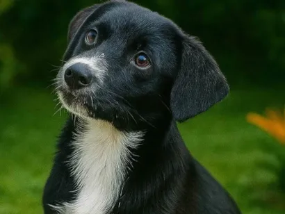 Cachorro raça SRD-ViraLata idade 2 a 6 meses nome Filó