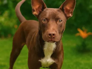 Cachorro raça SRD-ViraLata idade 7 a 11 meses nome Bombom