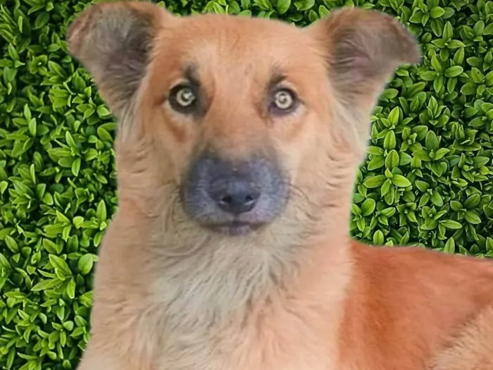 Cachorro ra a SRD-ViraLata idade 2 anos nome Galã