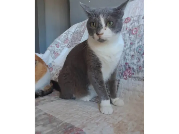 Gato ra a SRD-ViraLata idade 2 anos nome Sophie 