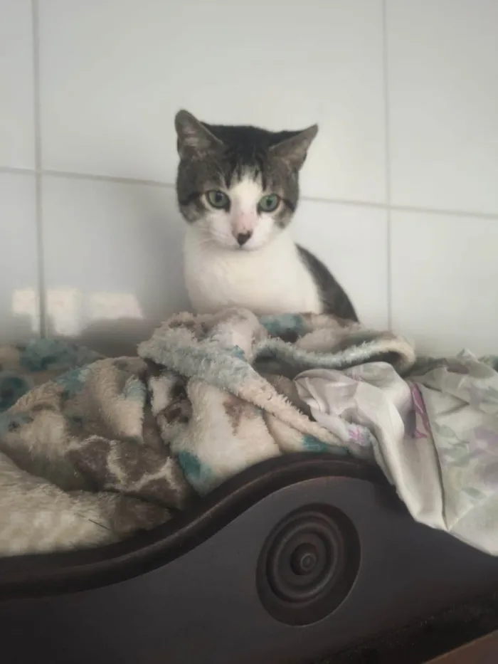 Gato ra a SRD-ViraLata idade 7 a 11 meses nome Nino