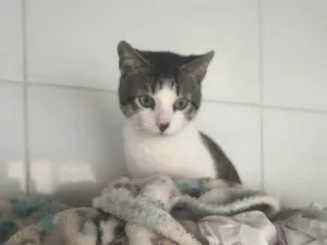 Gato raça SRD-ViraLata idade 7 a 11 meses nome Nino
