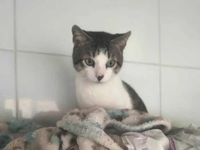 Gato ra a SRD-ViraLata idade 7 a 11 meses nome Nino