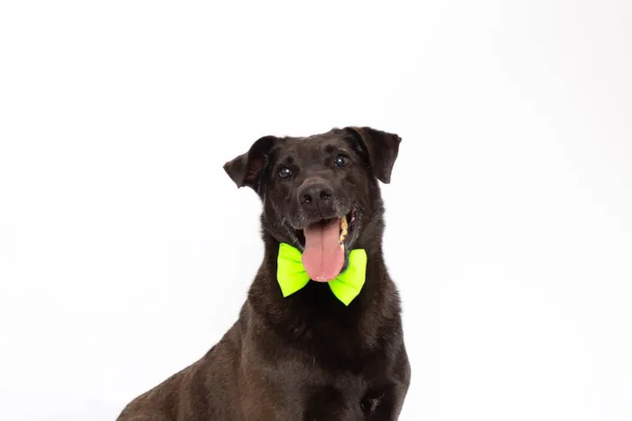 Cachorro ra a SRD-ViraLata idade 3 anos nome Rogerinho