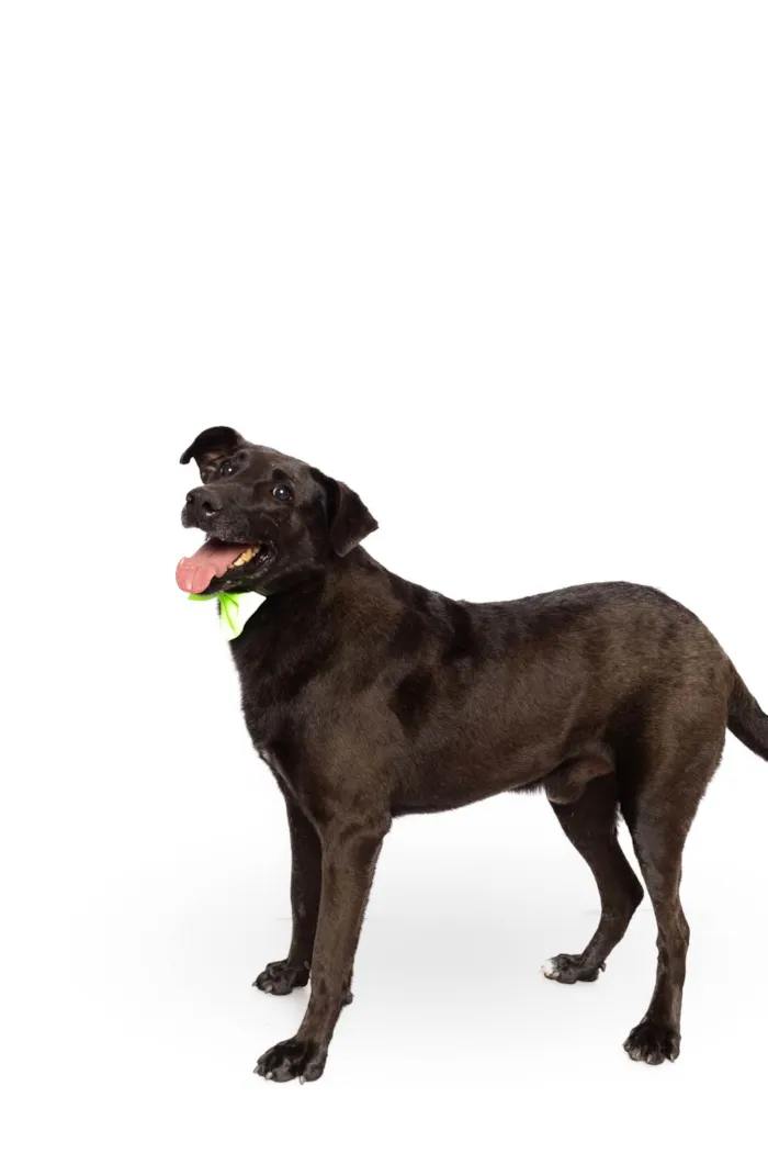 Cachorro ra a SRD-ViraLata idade 3 anos nome Rogerinho