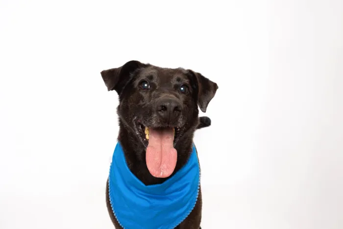 Cachorro ra a SRD-ViraLata idade 3 anos nome Rogerinho