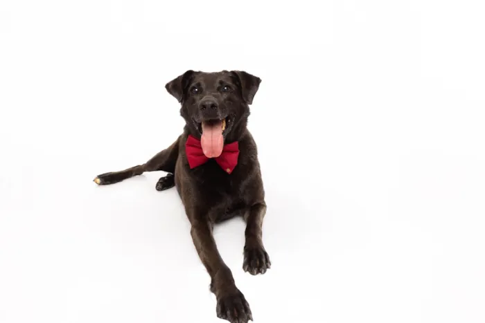 Cachorro ra a SRD-ViraLata idade 3 anos nome Rogerinho