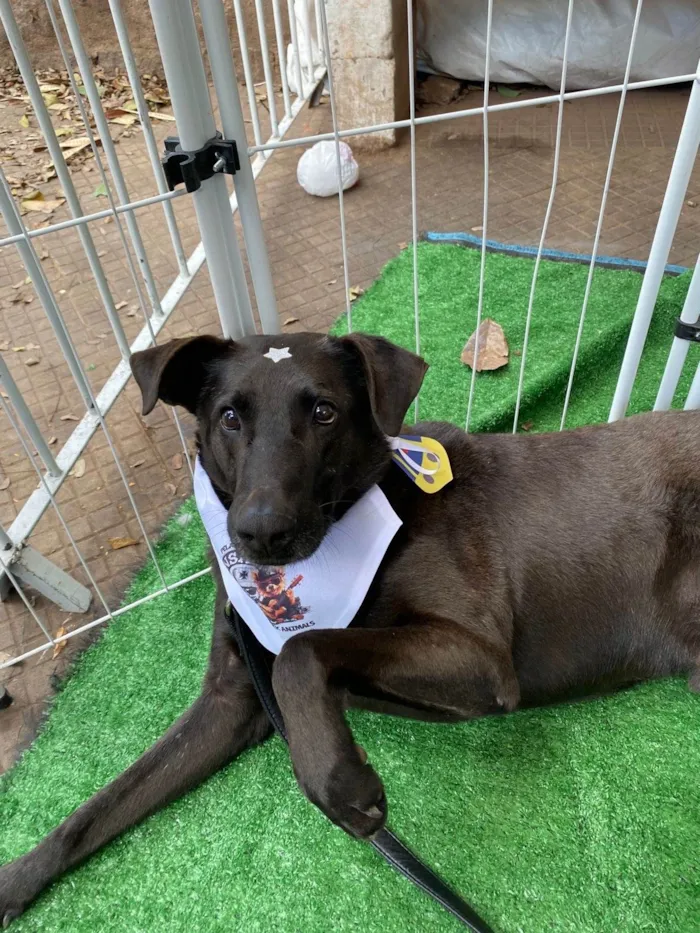 Cachorro ra a SRD-ViraLata idade 3 anos nome Rogerinho