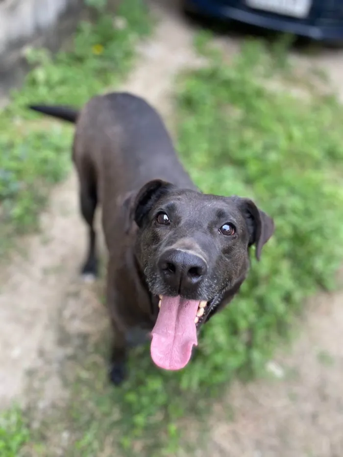 Cachorro ra a SRD-ViraLata idade 3 anos nome Rogerinho