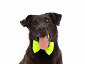 Cachorro raça SRD-ViraLata idade 3 anos nome Rogerinho