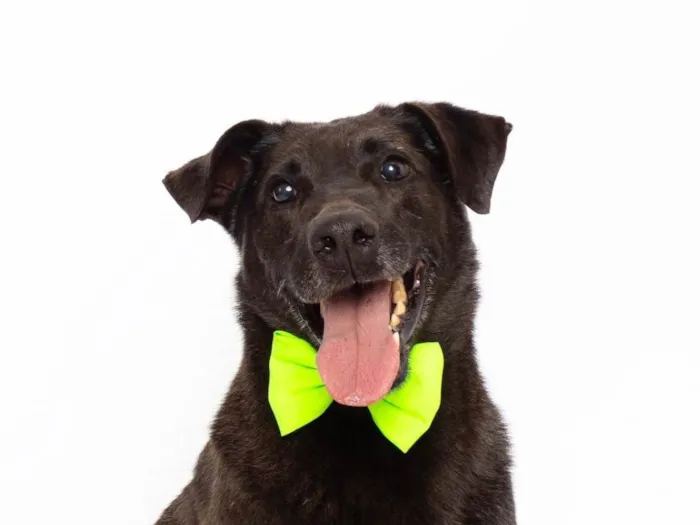 Cachorro ra a SRD-ViraLata idade 3 anos nome Rogerinho
