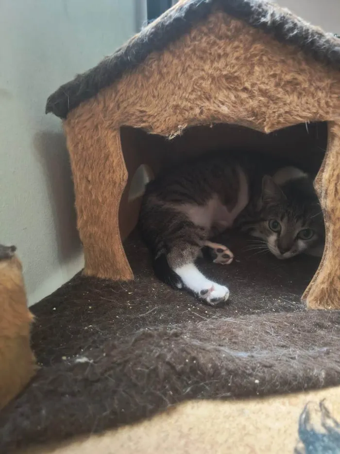 Gato ra a SRD-ViraLata idade 7 a 11 meses nome Amora