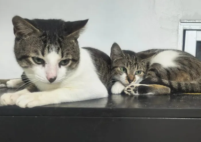 Gato ra a SRD-ViraLata idade 7 a 11 meses nome Amora