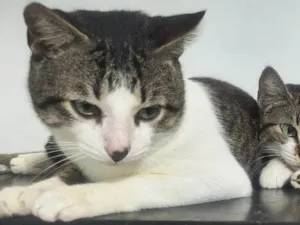 Gato raça SRD-ViraLata idade 7 a 11 meses nome Amora