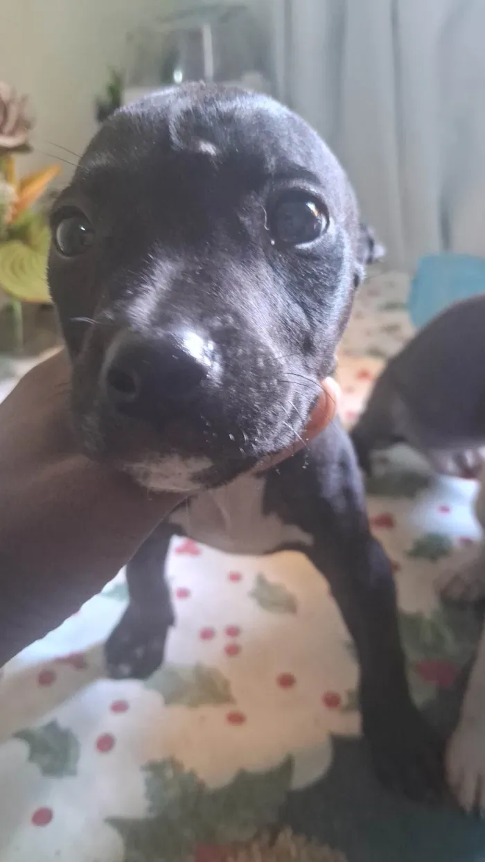 Cachorro ra a Pit-Bull idade 2 a 6 meses nome Nina